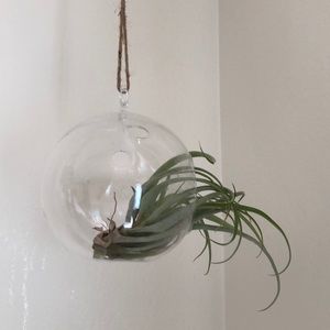 medium glass terrarium